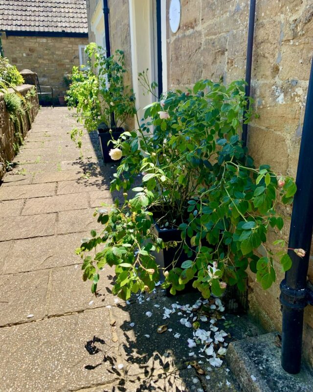 Pure Punjabi Indian afternoon tea event at 14 Farm Street, South Somerset